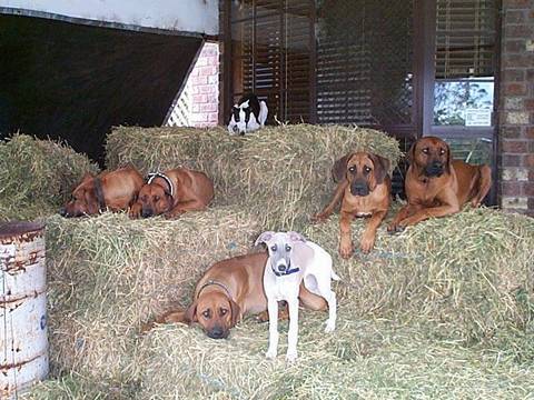 CEDARROSE RHODESIAN RIDGEBACKS